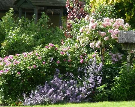 Alter Krug App 16 Wieck auf dem Darss